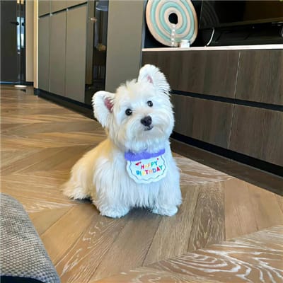 เจนนี่ ปาหนัน avatar